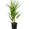 Chamaerops Humilis – Europese Dwergpalm – Palm – Winterhard - 15 Cm - ↕40-50 Cm