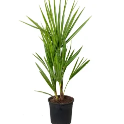Chamaerops Humilis – Europese Dwergpalm – Palm – Winterhard - 15 Cm - ↕40-50 Cm