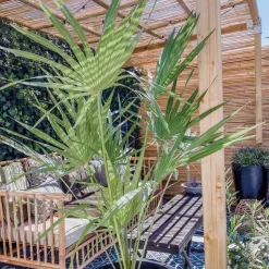 Chamaerops Humilis – Europese Dwergpalm – Palm – Winterhard - 15 Cm - ↕40-50 Cm