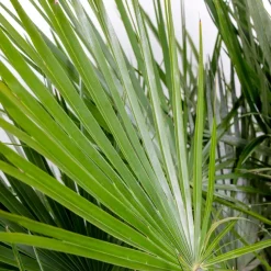Chamaerops Humilis – Europese Dwergpalm – Palm – Winterhard - 15 Cm - ↕40-50 Cm