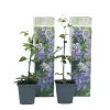 Clematis Taiga - Set Van 2 - Winterharde Klimplanten - Pot 9Cm - Hoogte 25-40Cm