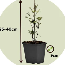 Clematis Taiga - Set Van 2 - Winterharde Klimplanten - Pot 9Cm - Hoogte 25-40Cm