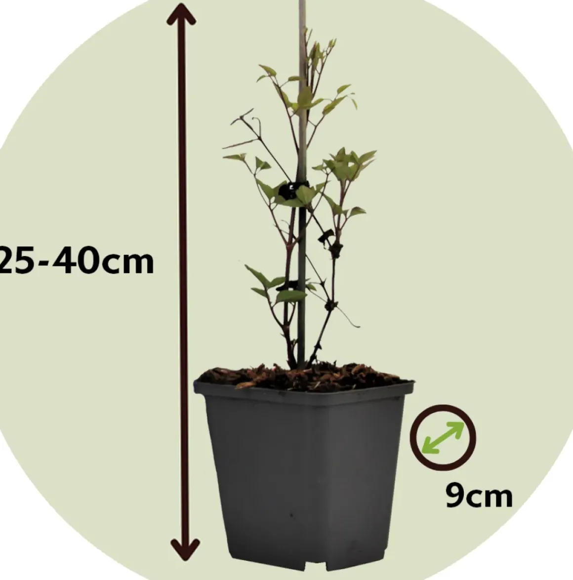 Clematis Taiga - Set Van 2 - Winterharde Klimplanten - Pot 9Cm - Hoogte 25-40Cm