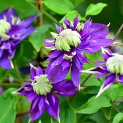 Clematis Taiga - Set Van 2 - Winterharde Klimplanten - Pot 9Cm - Hoogte 25-40Cm
