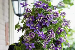 Clematis Taiga - Set Van 2 - Winterharde Klimplanten - Pot 9Cm - Hoogte 25-40Cm