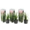 Cortaderia Selloana - Set Van 3 - Siergras - Roze - Pot 9Cm - Hoogte 25-40Cm