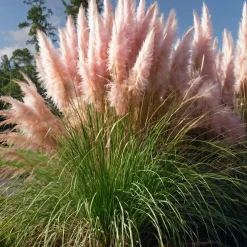Cortaderia Selloana - Set Van 3 - Siergras - Roze - Pot 9Cm - Hoogte 25-40Cm