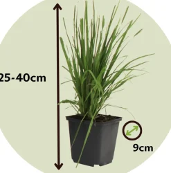 Cortaderia Selloana - Set Van 3 - Siergras - Roze - Pot 9Cm - Hoogte 25-40Cm