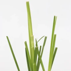 Cortaderia Selloana - Set Van 3 - Siergras - Roze - Pot 9Cm - Hoogte 25-40Cm