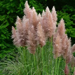 Cortaderia Selloana - Set Van 3 - Siergras - Roze - Pot 9Cm - Hoogte 25-40Cm