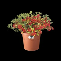 Elho Bloempot Algarve Cilindro Rond O35Cm Terra