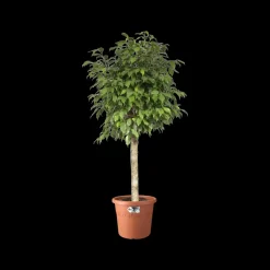 Elho Bloempot Algarve Cilindro Rond O35Cm Terra