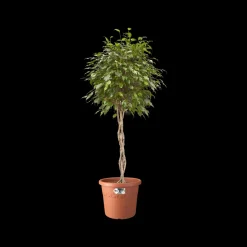 Elho Bloempot Algarve Cilindro Rond Wielen O40Cm Terra
