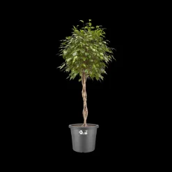 Elho Bloempot Algarve Cilindro Rond O30Cm Antraciet