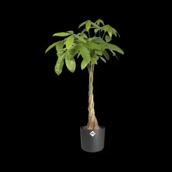 Elho Bloempot B.For Soft Rond O30Cm Antraciet