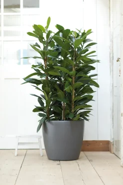 Elho Bloempot Brussels Rond Wielen O40Cm Antraciet