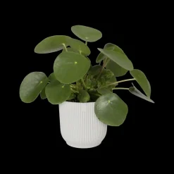 Elho Bloempot Vibes Fold Rond O30Cm Wit
