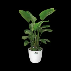 Elho Brussels Rond Wielen O47Cm Wit
