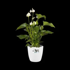 Elho Brussels Rond Wielen O47Cm Wit