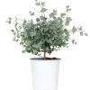 Eucalyptus Gunnii - Gomboom - Heester - Groenblijvend - 14 Cm - ↕25-35 Cm