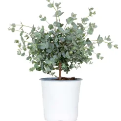 Eucalyptus Gunnii - Gomboom - Heester - Groenblijvend - 14 Cm - ↕25-35 Cm