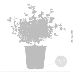 Eucalyptus Gunnii - Gomboom - Heester - Groenblijvend - 14 Cm - ↕25-35 Cm