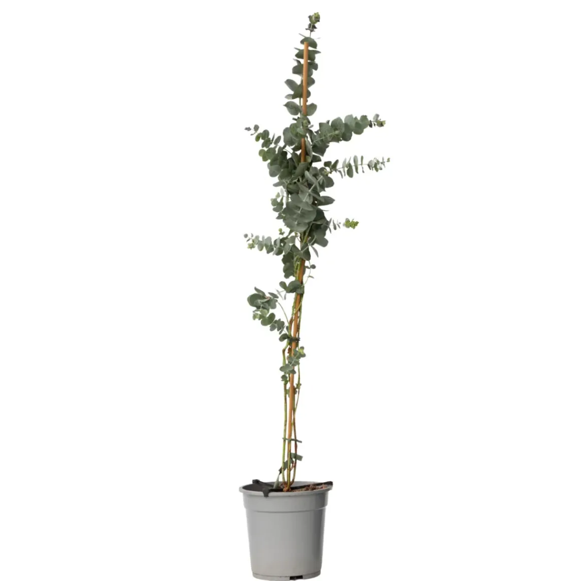 Eucalyptus Silver Dollar - Winterharde Eucalyptus - Pot 19Cm - Hoogte 100-110Cm