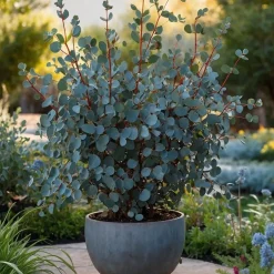 Eucalyptus Silver Dollar - Winterharde Eucalyptus - Pot 19Cm - Hoogte 100-110Cm