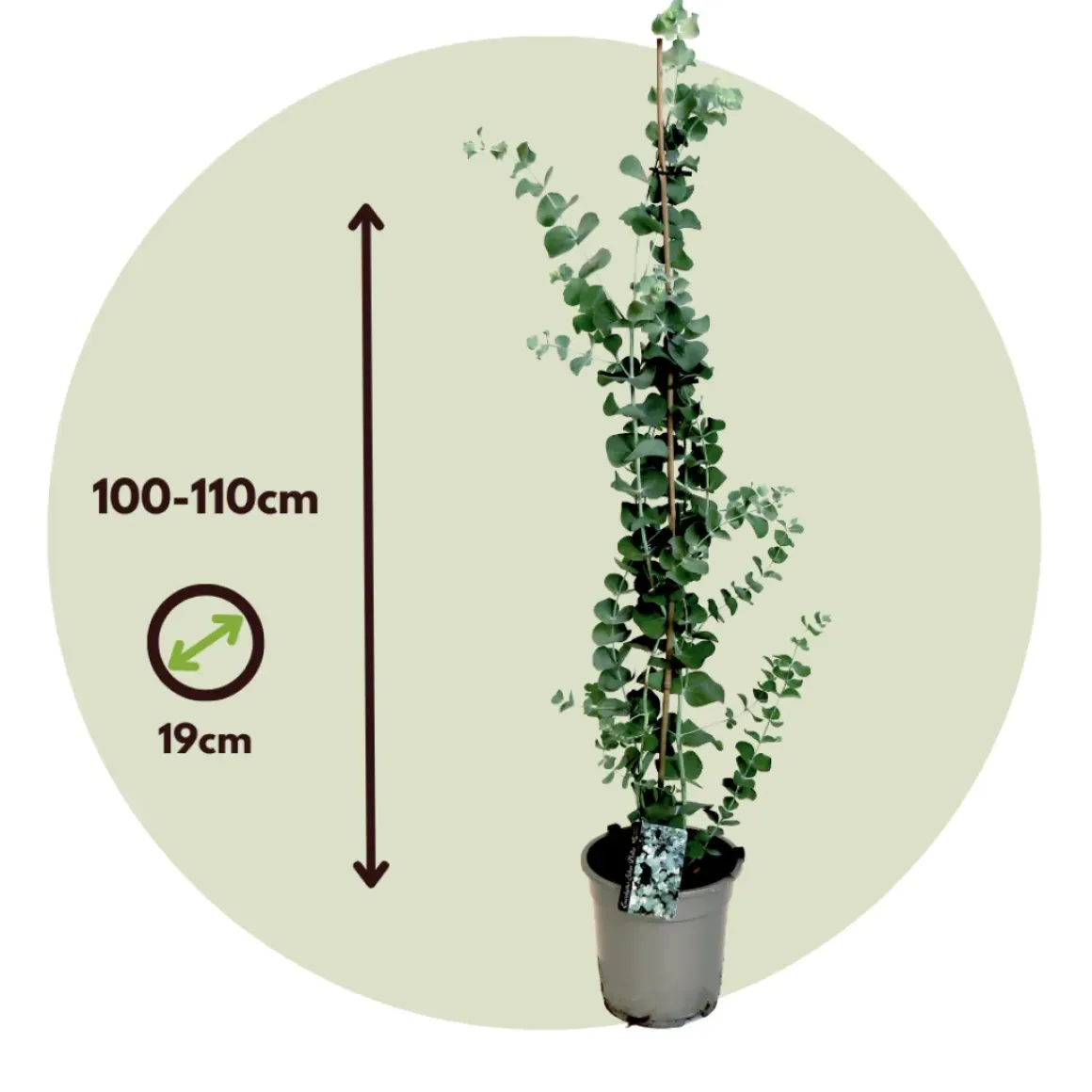 Eucalyptus Silver Dollar - Winterharde Eucalyptus - Pot 19Cm - Hoogte 100-110Cm