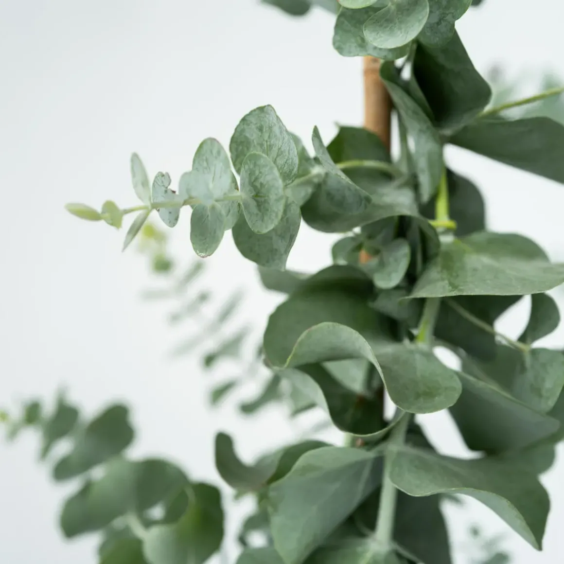 Eucalyptus Silver Dollar - Winterharde Eucalyptus - Pot 19Cm - Hoogte 100-110Cm