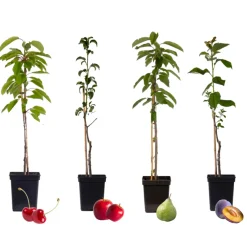 Fruitbomen - Mix Van 4 - Prunus - Pyrus - Malus - Pot 9Cm - Hoogte 60-70Cm