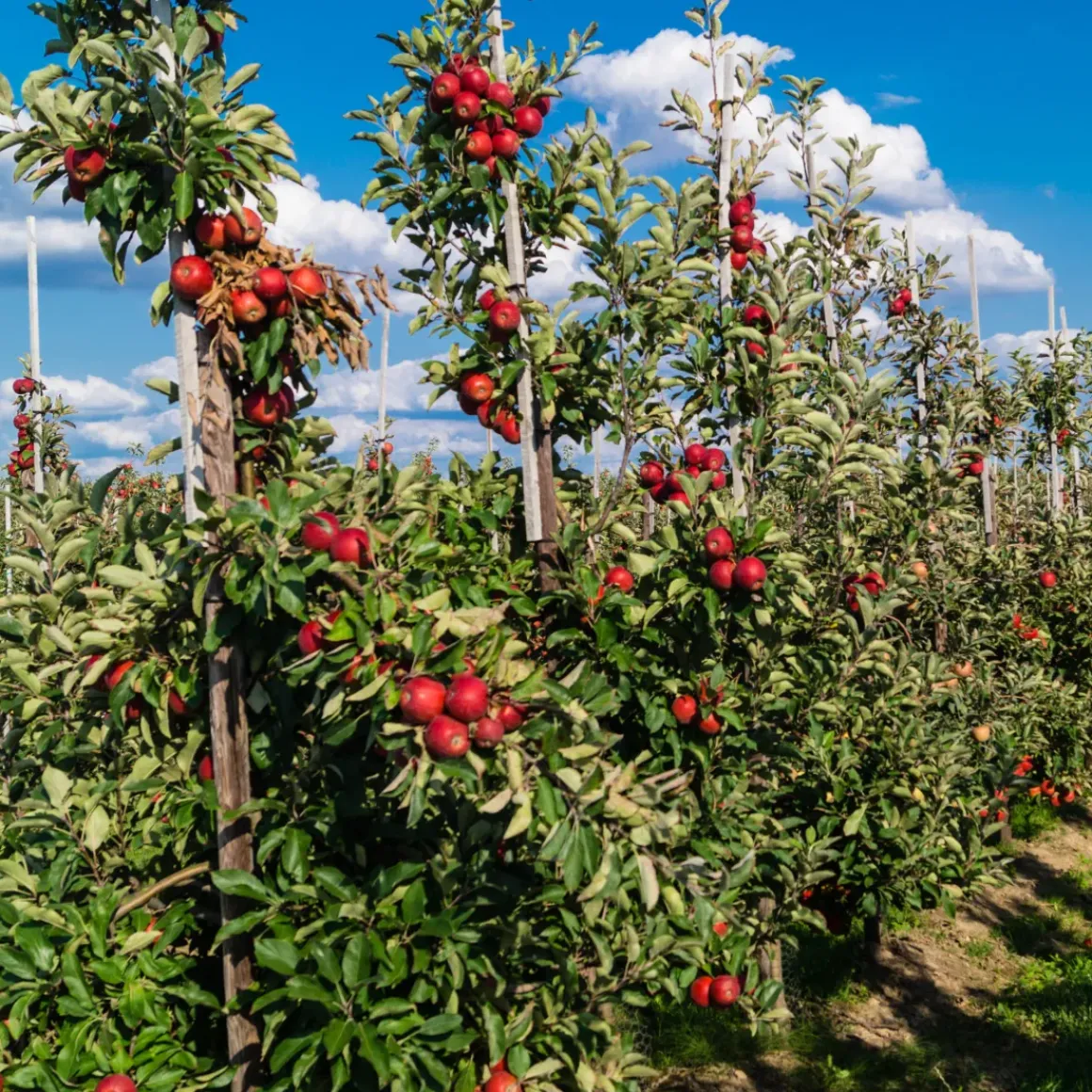 Fruitbomen - Mix Van 4 - Prunus - Pyrus - Malus - Pot 9Cm - Hoogte 60-70Cm