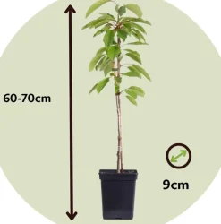 Fruitbomen - Mix Van 4 - Prunus - Pyrus - Malus - Pot 9Cm - Hoogte 60-70Cm