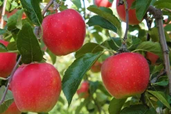 Fruitbomen - Mix Van 4 - Prunus - Pyrus - Malus - Pot 9Cm - Hoogte 60-70Cm