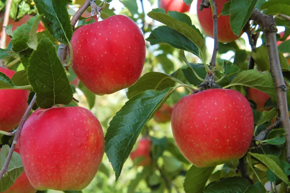 Fruitbomen - Mix Van 4 - Prunus - Pyrus - Malus - Pot 9Cm - Hoogte 60-70Cm
