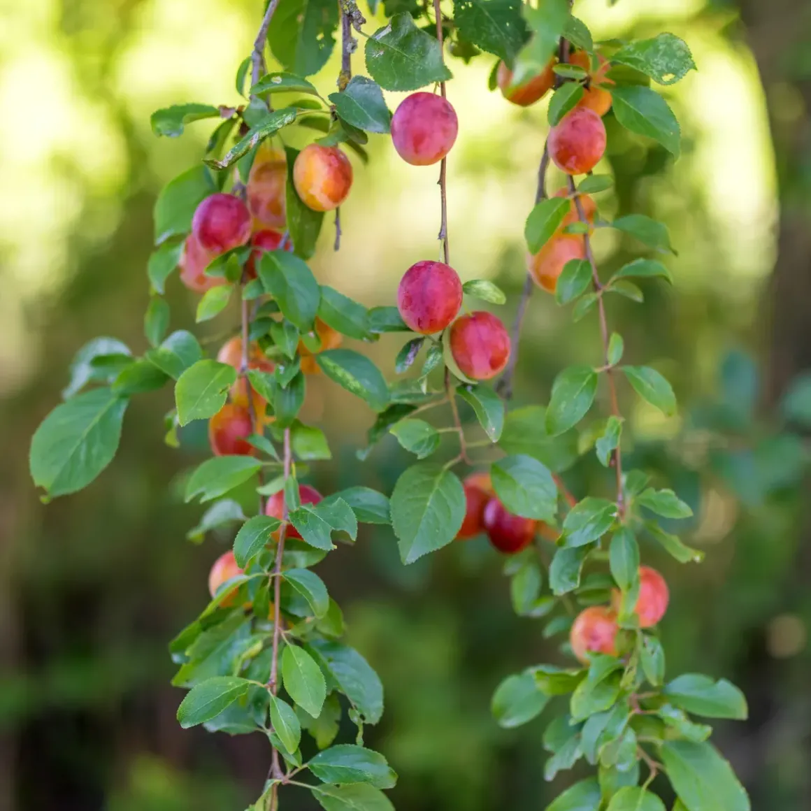 Fruitbomen - Mix Van 4 - Prunus - Pyrus - Malus - Pot 9Cm - Hoogte 60-70Cm