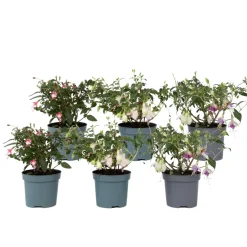 Fuchsia - Mix Van 6 - Sarah, Lady Thumb, Ricartonnii - Pot 9Cm - Hoogte 10-20Cm