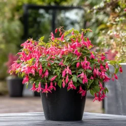 Fuchsia - Mix Van 6 - Sarah, Lady Thumb, Ricartonnii - Pot 9Cm - Hoogte 10-20Cm