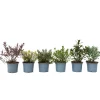 Hebe Pinguifolia - Mix Van 12 - Struikveronica - Pot 10.5Cm - Hoogte 15-20Cm