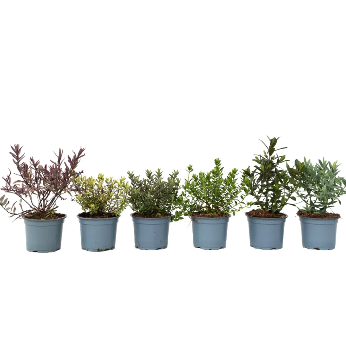 Hebe Pinguifolia - Mix Van 12 - Struikveronica - Pot 10.5Cm - Hoogte 15-20Cm