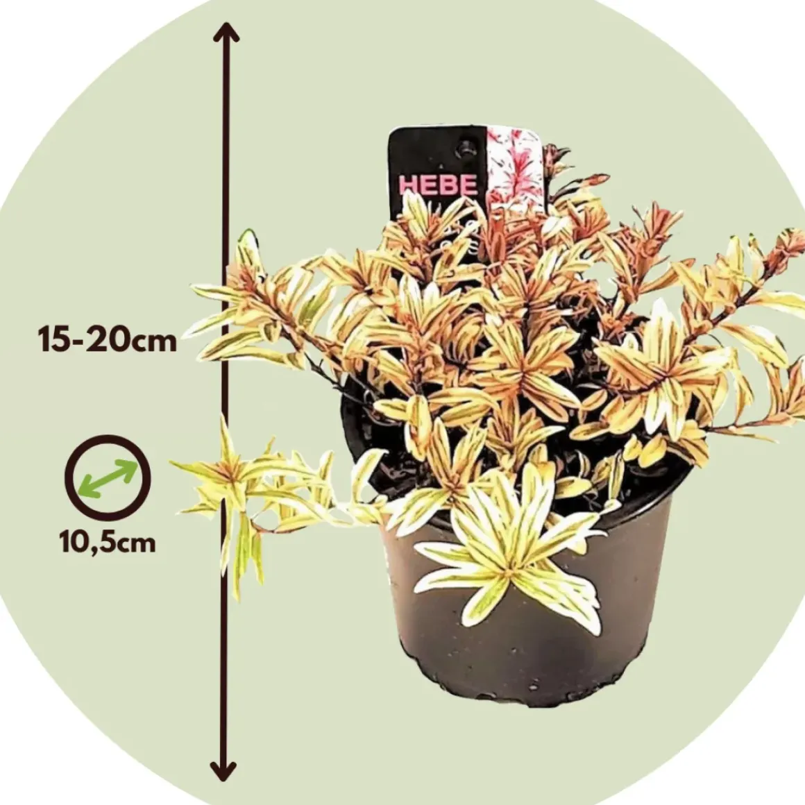 Hebe Pinguifolia - Mix Van 12 - Struikveronica - Pot 10.5Cm - Hoogte 15-20Cm
