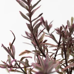 Hebe Pinguifolia - Mix Van 12 - Struikveronica - Pot 10.5Cm - Hoogte 15-20Cm