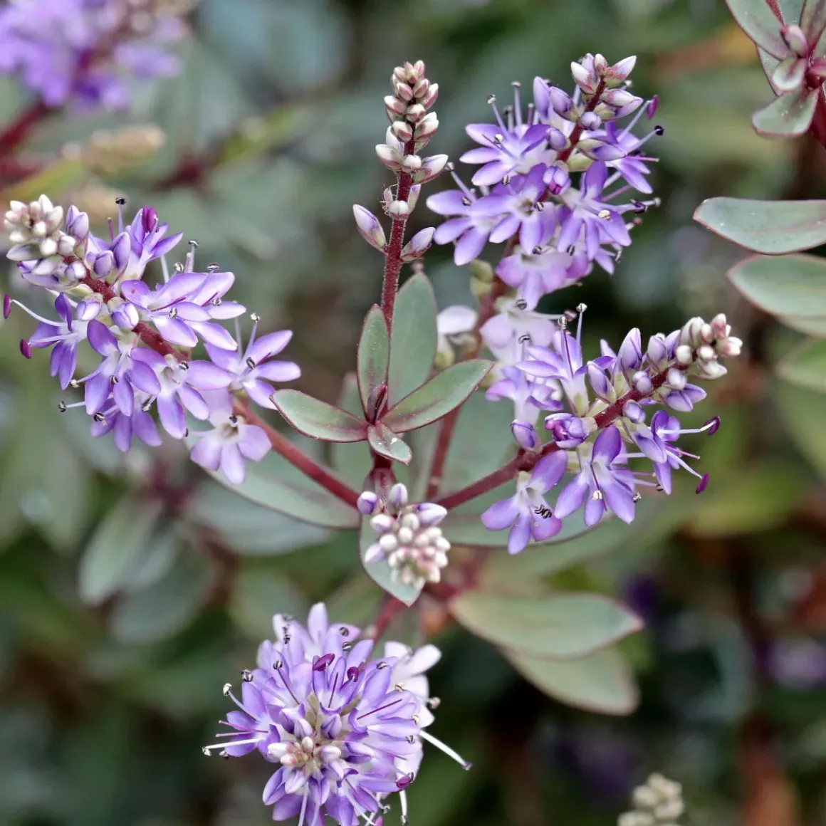 Hebe Pinguifolia - Mix Van 12 - Struikveronica - Pot 10.5Cm - Hoogte 15-20Cm