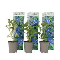 Hydrangea Macrophylla - Blauw - Set Van 3 - Hortensia - Pot 9Cm - Hoogte 25-40Cm