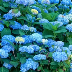 Hydrangea Macrophylla - Blauw - Set Van 3 - Hortensia - Pot 9Cm - Hoogte 25-40Cm