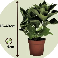 Hydrangea Macrophylla - Blauw - Set Van 3 - Hortensia - Pot 9Cm - Hoogte 25-40Cm