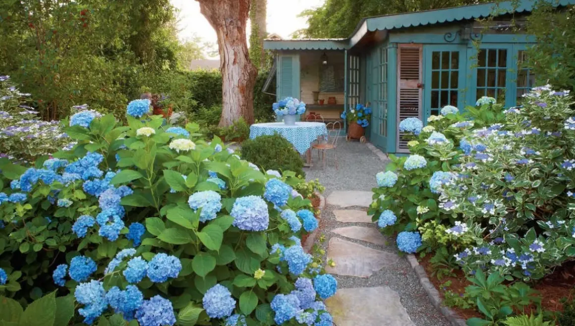 Hydrangea Macrophylla - Blauw - Set Van 3 - Hortensia - Pot 9Cm - Hoogte 25-40Cm