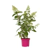 Hydrangea 'Pinky Winky' - Pluimhortensia - Pot 19Cm - Hoogte 25-40Cm