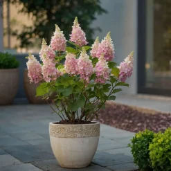 Hydrangea 'Pinky Winky' - Pluimhortensia - Pot 19Cm - Hoogte 25-40Cm