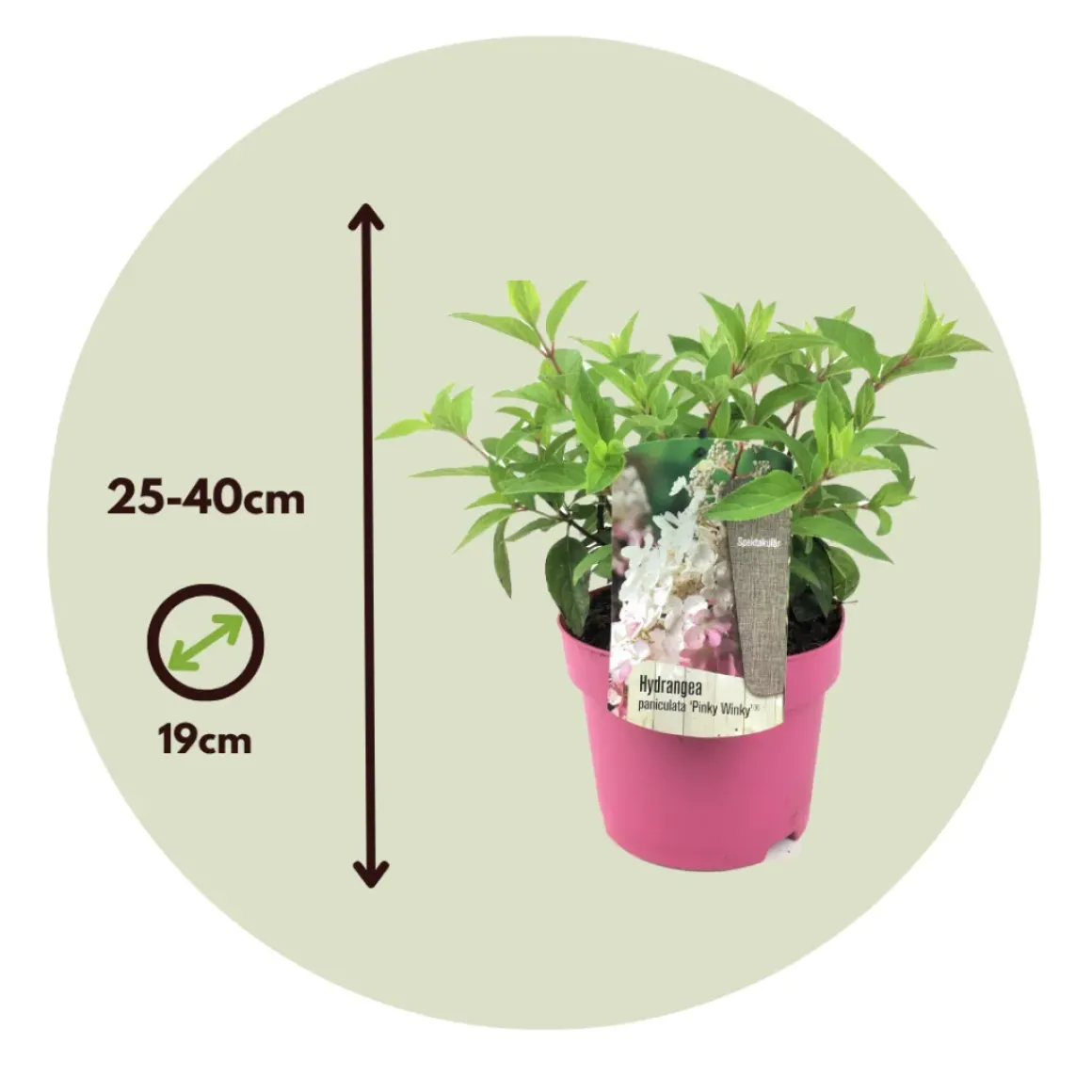 Hydrangea 'Pinky Winky' - Pluimhortensia - Pot 19Cm - Hoogte 25-40Cm
